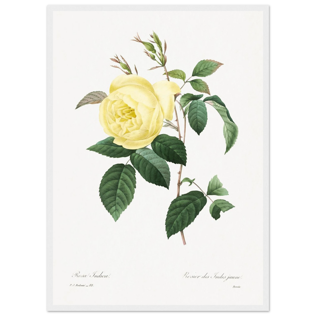 Planche botanique Rosier des Indes jaune — Pierre-Joseph Redouté, tirage cadre blanc | INKONAL