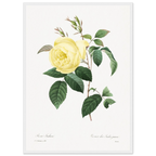 Planche botanique Rosier des Indes jaune — Pierre-Joseph Redouté, tirage cadre blanc | INKONAL