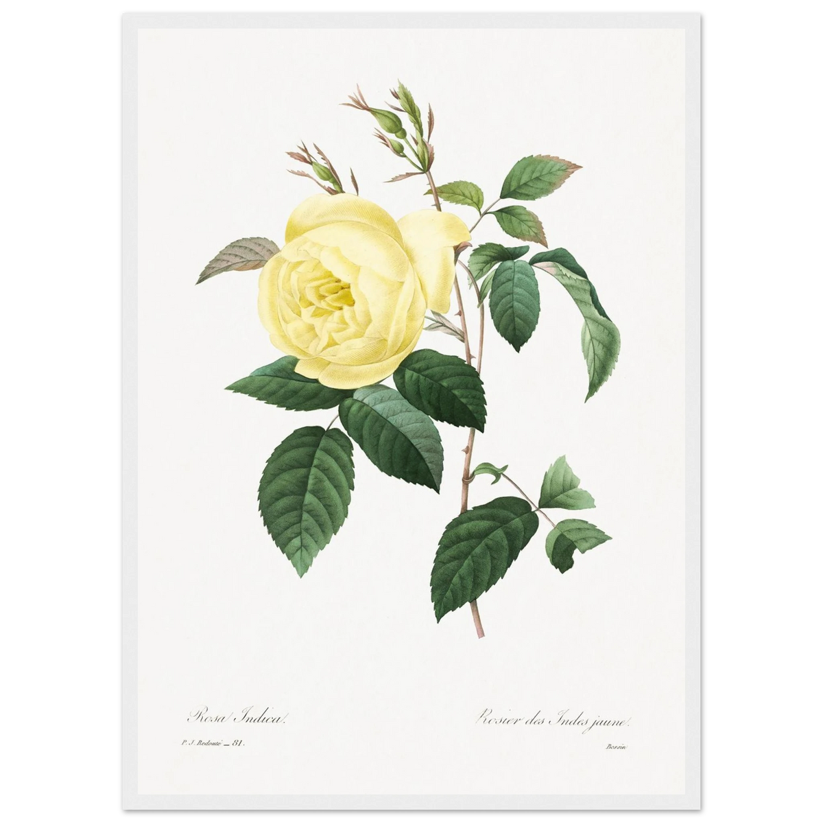 Planche botanique Rosier des Indes jaune — Pierre-Joseph Redouté, tirage cadre blanc | INKONAL