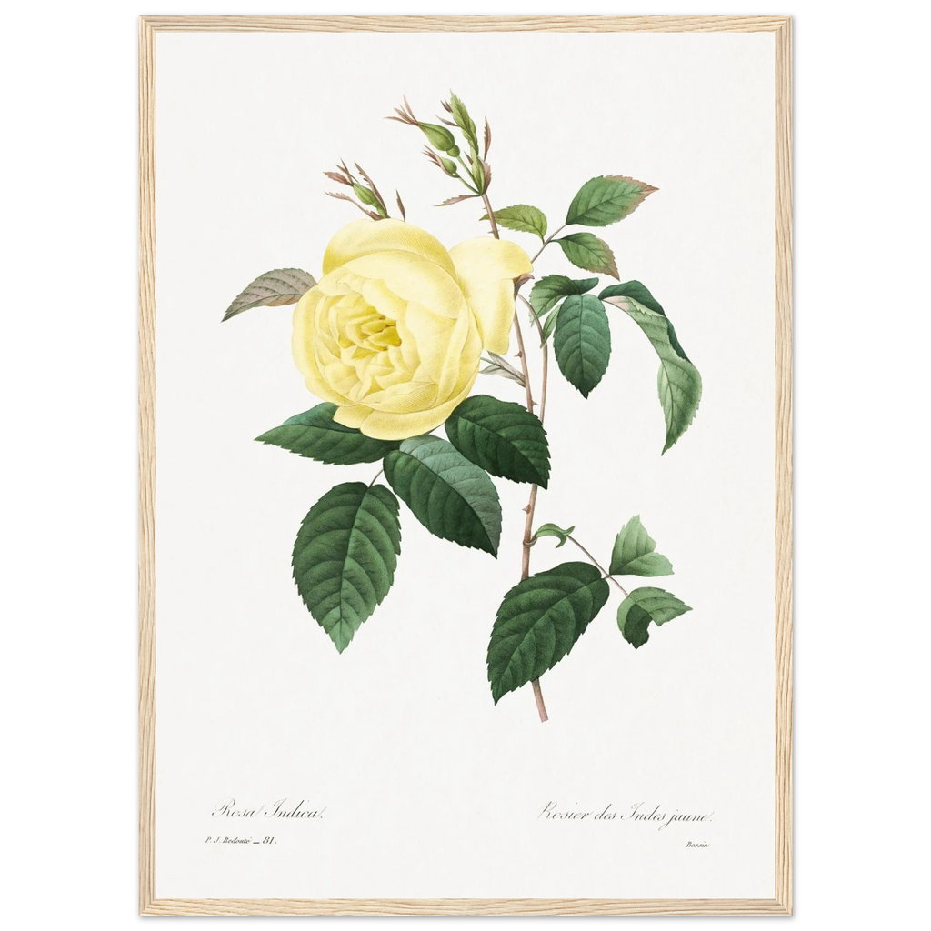 Planche botanique Rosier des Indes jaune — Pierre-Joseph Redouté, tirage cadre bois | INKONAL