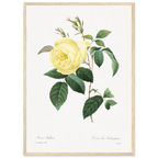 Planche botanique Rosier des Indes jaune — Pierre-Joseph Redouté, tirage cadre bois | INKONAL