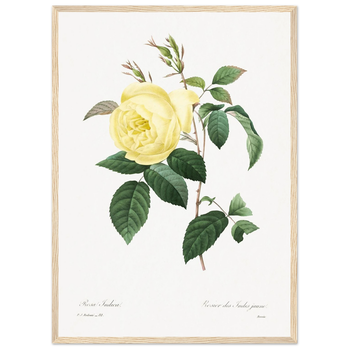 Planche botanique Rosier des Indes jaune — Pierre-Joseph Redouté, tirage cadre bois | INKONAL