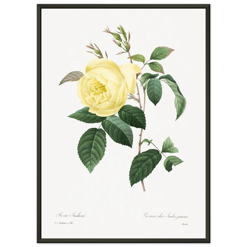 Planche botanique Rosier des Indes jaune — Pierre-Joseph Redouté, tirage cadre noir | INKONAL