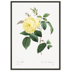 Planche botanique Rosier des Indes jaune — Pierre-Joseph Redouté, tirage cadre noir | INKONAL