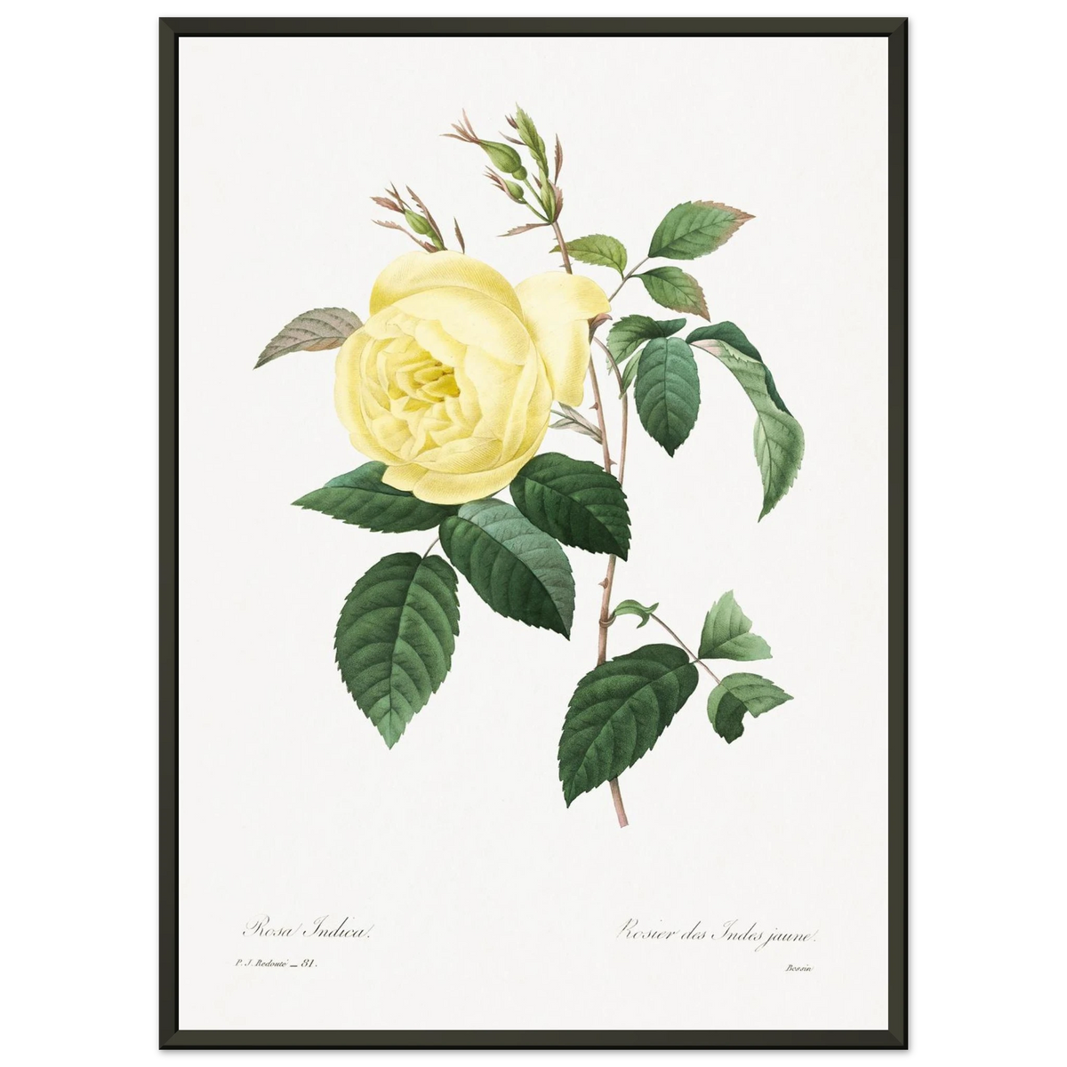 Planche botanique Rosier des Indes jaune — Pierre-Joseph Redouté, tirage cadre noir | INKONAL