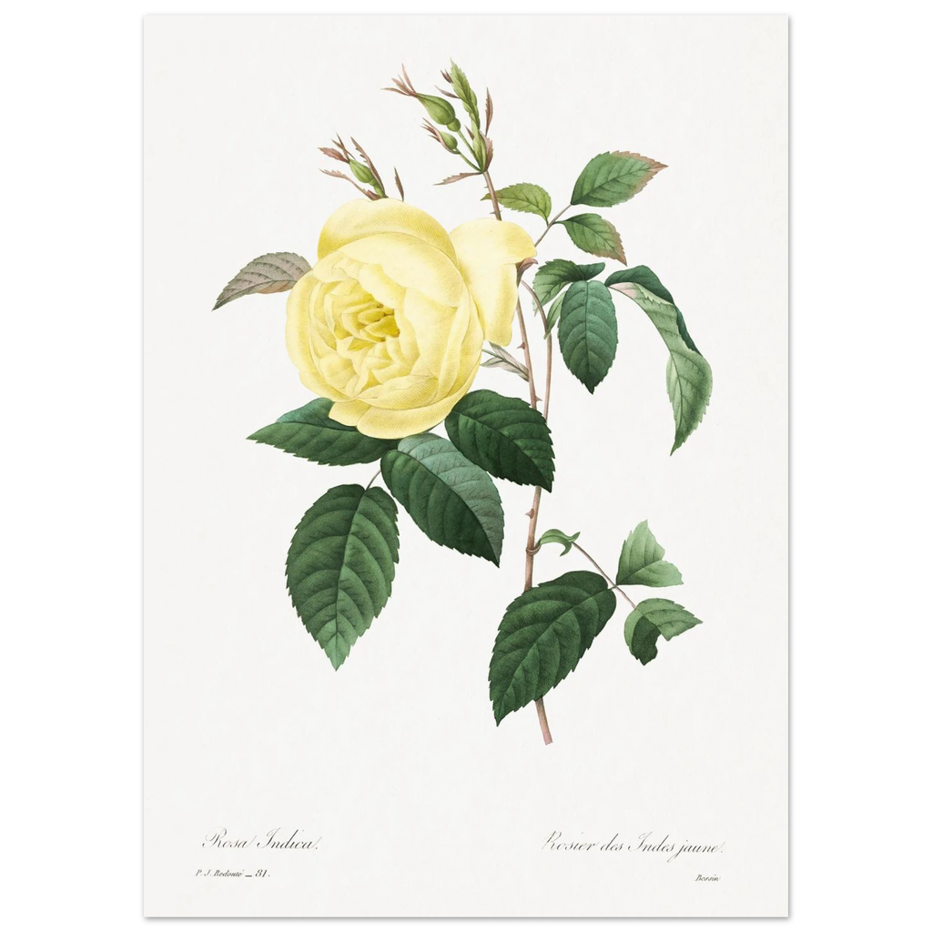 Planche botanique Rosier des Indes jaune — Pierre-Joseph Redouté, tirage sans cadre | INKONAL