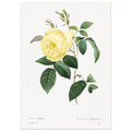 Planche botanique Rosier des Indes jaune — Pierre-Joseph Redouté, tirage sans cadre | INKONAL