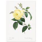 Planche botanique Rosier des Indes jaune — Pierre-Joseph Redouté, tirage sans cadre | INKONAL