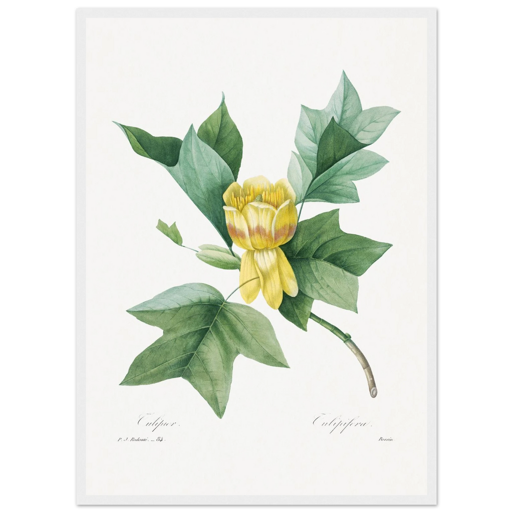 Planche botanique Tulipier de Virginie — Pierre-Joseph Redouté, tirage cadre blanc | INKONAL
