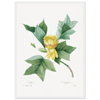 Planche botanique Tulipier de Virginie — Pierre-Joseph Redouté, tirage cadre blanc | INKONAL