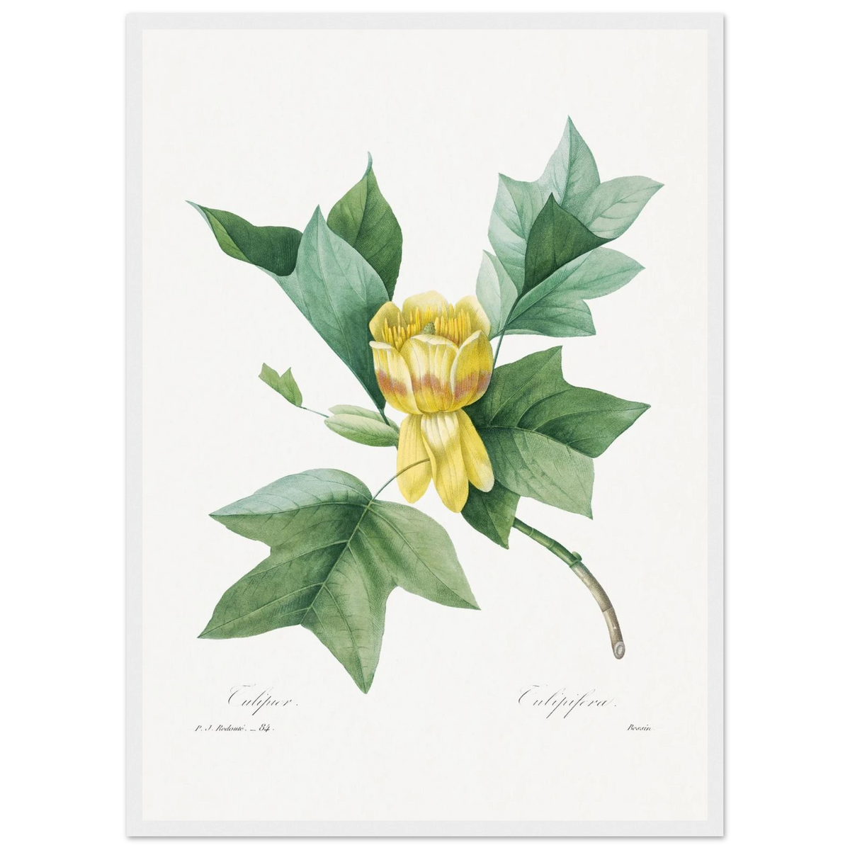 Planche botanique Tulipier de Virginie — Pierre-Joseph Redouté, tirage cadre blanc | INKONAL