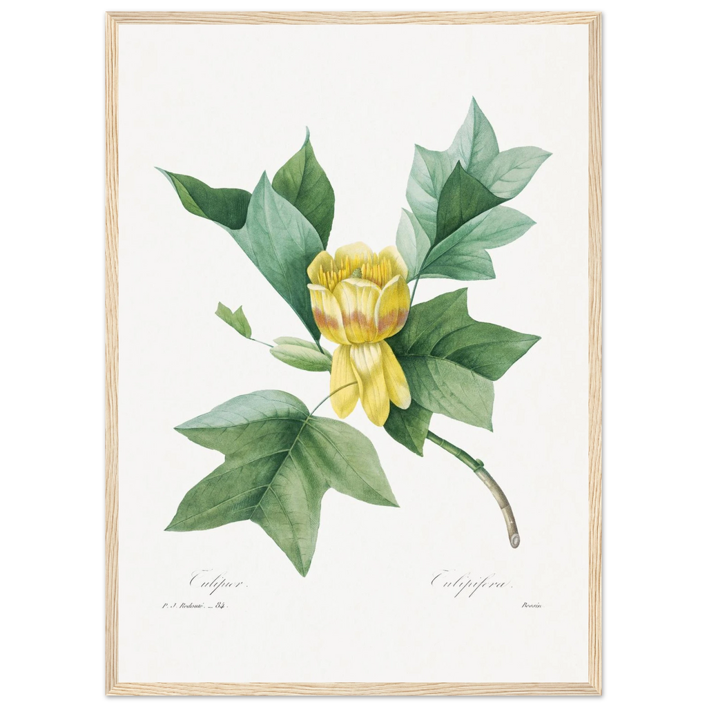 Planche botanique Tulipier de Virginie — Pierre-Joseph Redouté, tirage cadre bois | INKONAL