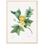 Planche botanique Tulipier de Virginie — Pierre-Joseph Redouté, tirage cadre bois | INKONAL