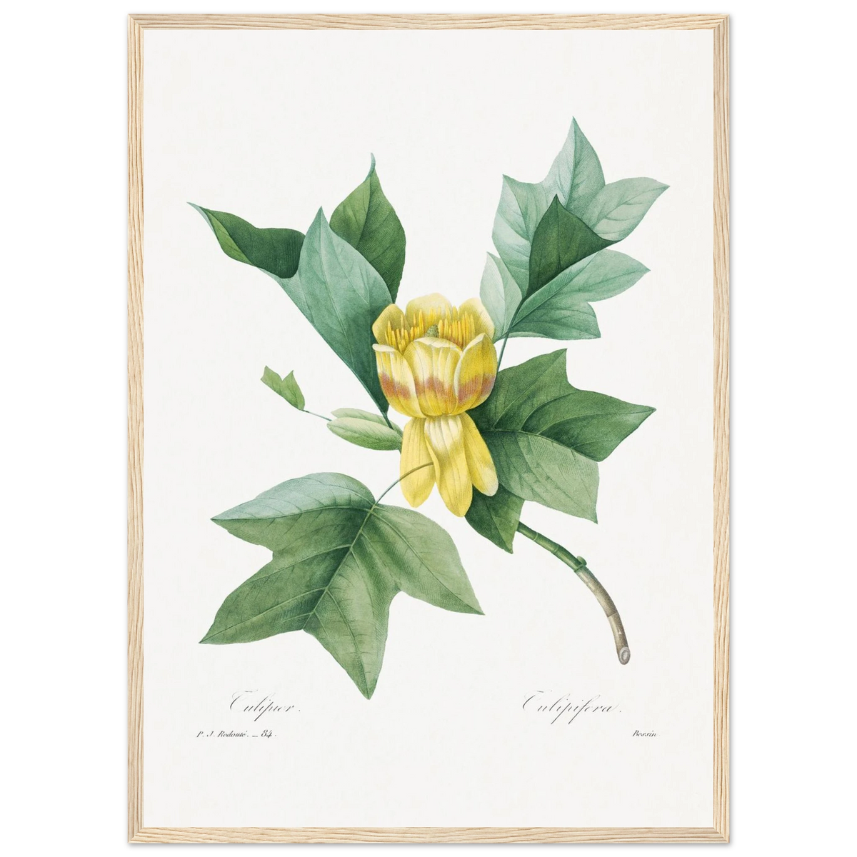 Planche botanique Tulipier de Virginie — Pierre-Joseph Redouté, tirage cadre bois | INKONAL
