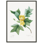 Planche botanique Tulipier de Virginie — Pierre-Joseph Redouté, tirage cadre noir | INKONAL