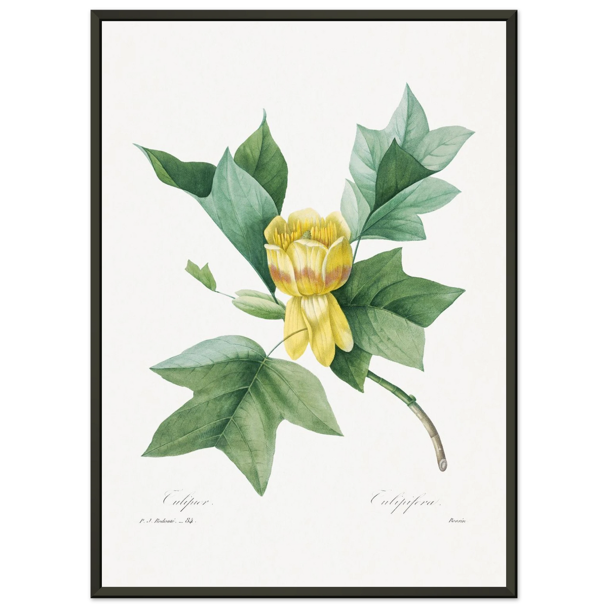 Planche botanique Tulipier de Virginie — Pierre-Joseph Redouté, tirage cadre noir | INKONAL