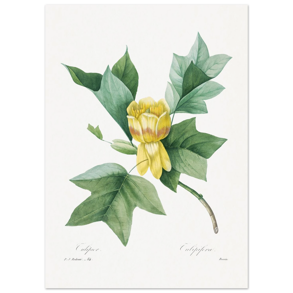 Planche botanique Tulipier de Virginie — Pierre-Joseph Redouté, tirage sans cadre | INKONAL