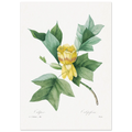 Planche botanique Tulipier de Virginie — Pierre-Joseph Redouté, tirage sans cadre | INKONAL