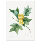 Planche botanique Tulipier de Virginie — Pierre-Joseph Redouté, tirage sans cadre | INKONAL
