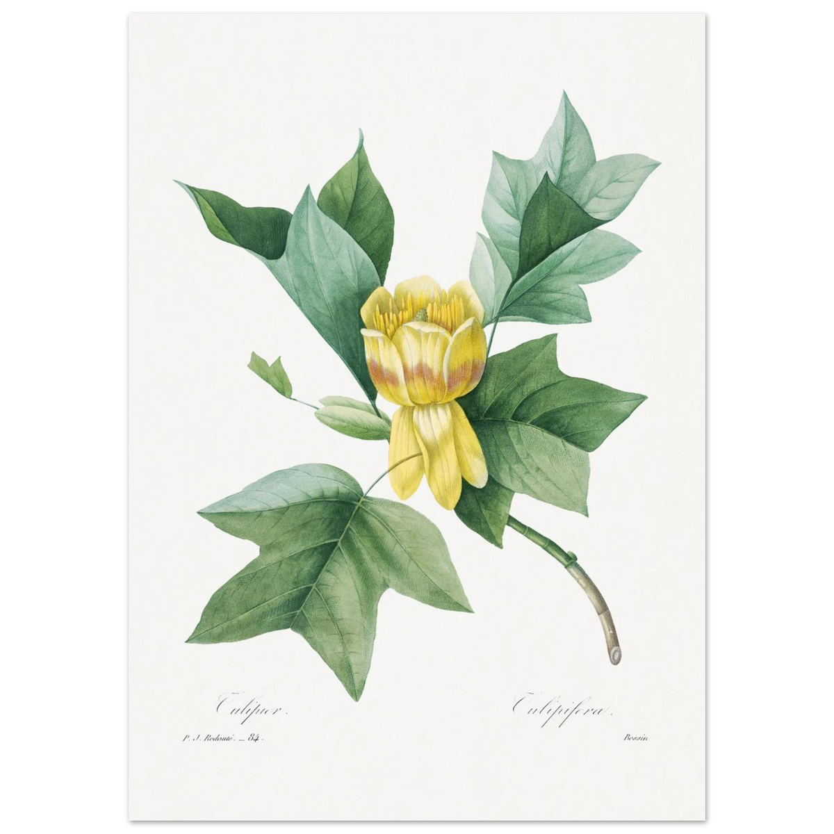 Planche botanique Tulipier de Virginie — Pierre-Joseph Redouté, tirage sans cadre | INKONAL