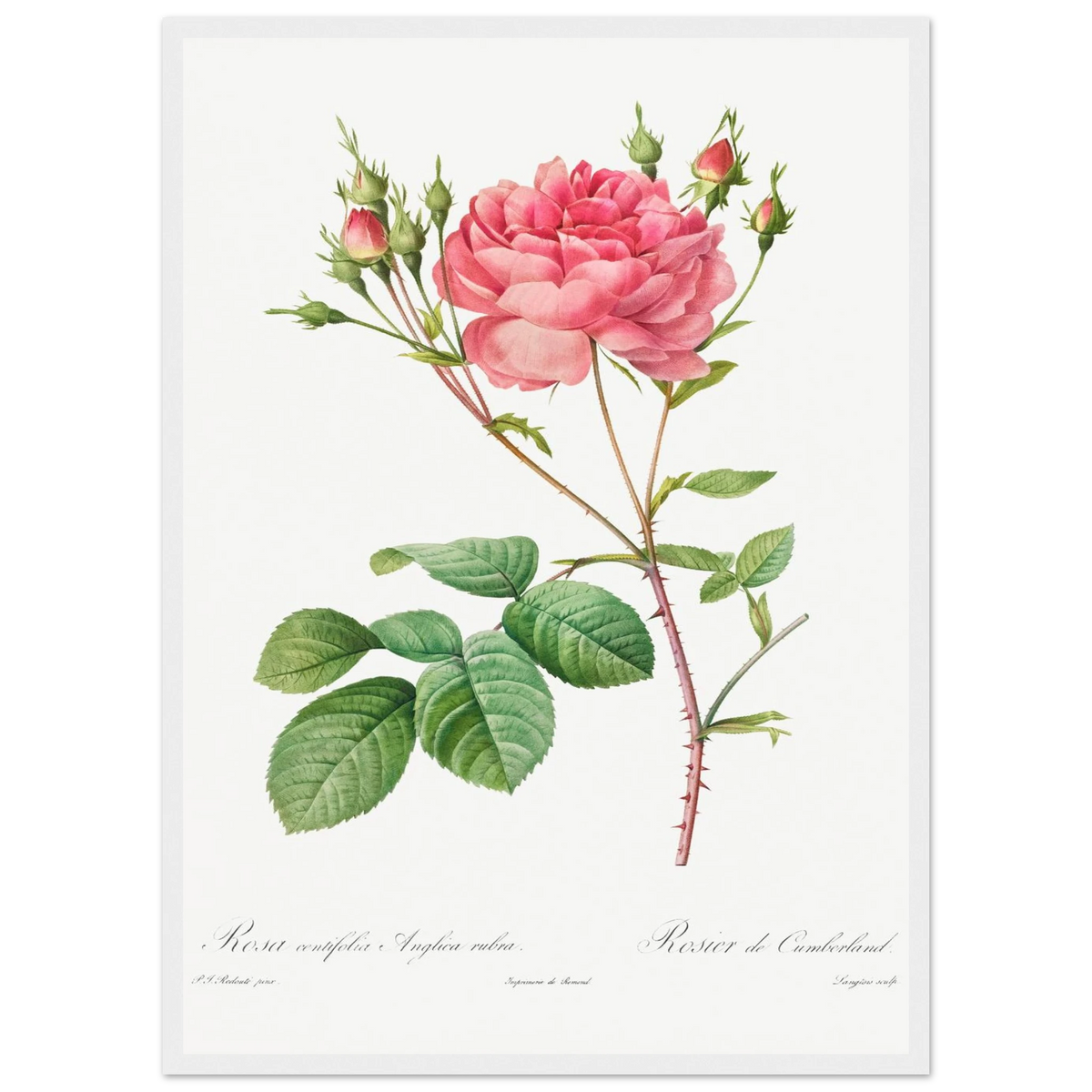 Planche botanique Rosier de Cumberland — Pierre-Joseph Redouté, tirage encadré cadre blanc | INKONAL