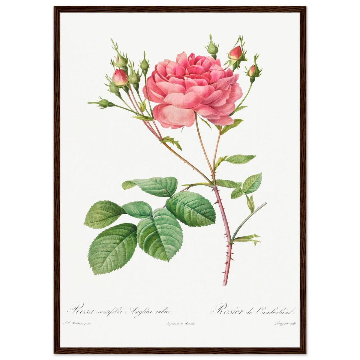 Planche botanique Rosier de Cumberland — Pierre-Joseph Redouté, tirage encadré cadre bois foncé | INKONAL