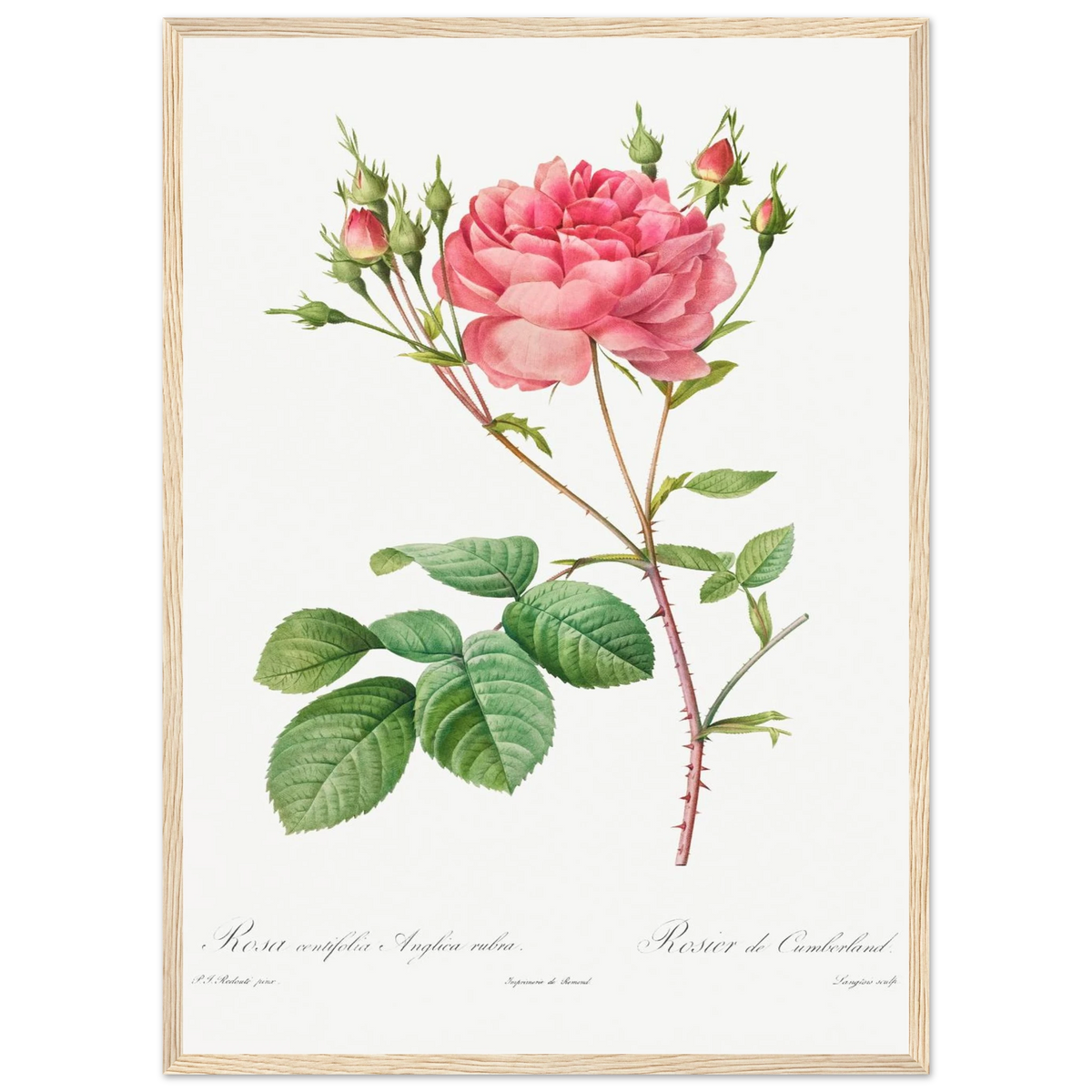 Planche botanique Rosier de Cumberland — Pierre-Joseph Redouté, tirage encadré cadre bois | INKONAL