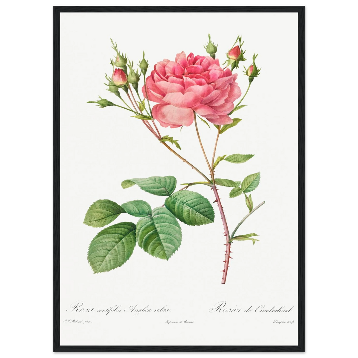Planche botanique Rosier de Cumberland — Pierre-Joseph Redouté, tirage encadré cadre noir | INKONAL