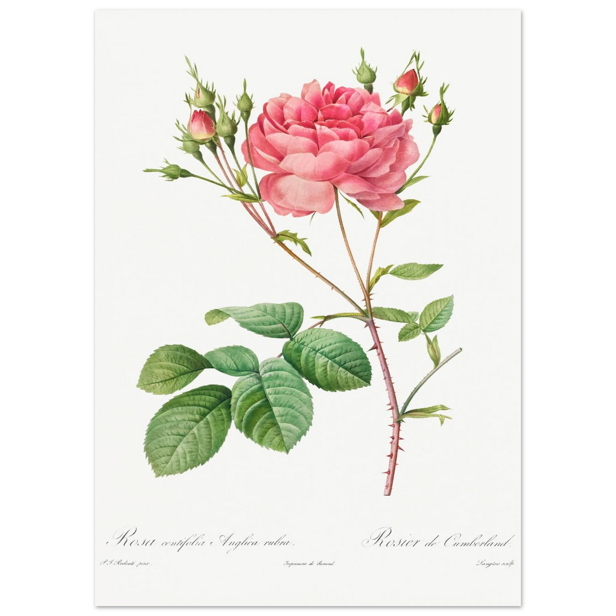 Planche botanique Rosier de Cumberland — Pierre-Joseph Redouté, tirage sans cadre | INKONAL