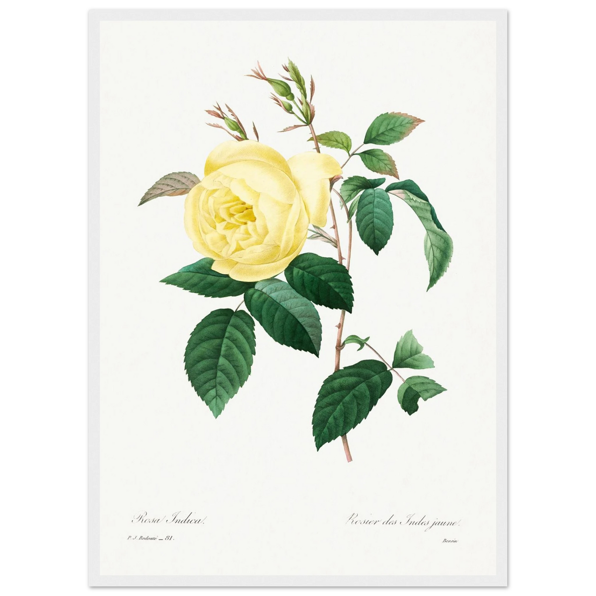 Planche botanique Rosier des Indes jaune — Pierre-Joseph Redouté, tirage encadré cadre blanc | INKONAL
