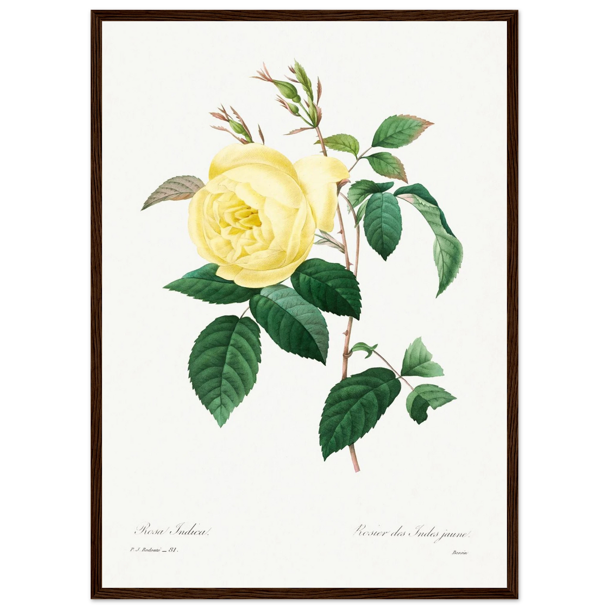Planche botanique Rosier des Indes jaune — Pierre-Joseph Redouté, tirage encadré cadre bois foncé | INKONAL