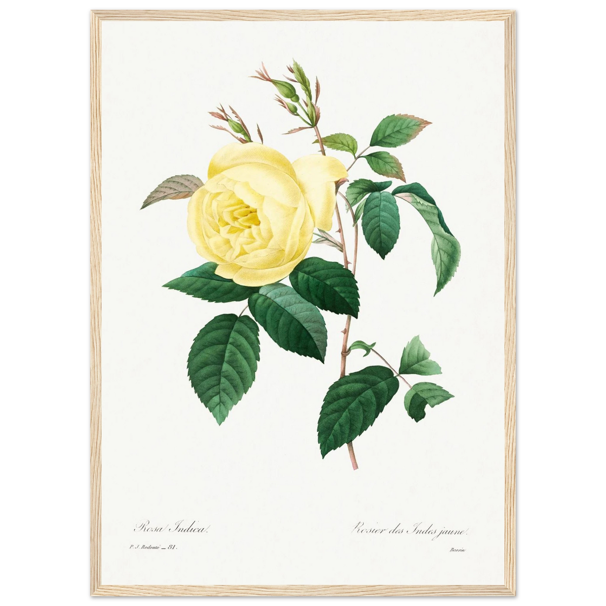 Planche botanique Rosier des Indes jaune — Pierre-Joseph Redouté, tirage encadré cadre bois | INKONAL