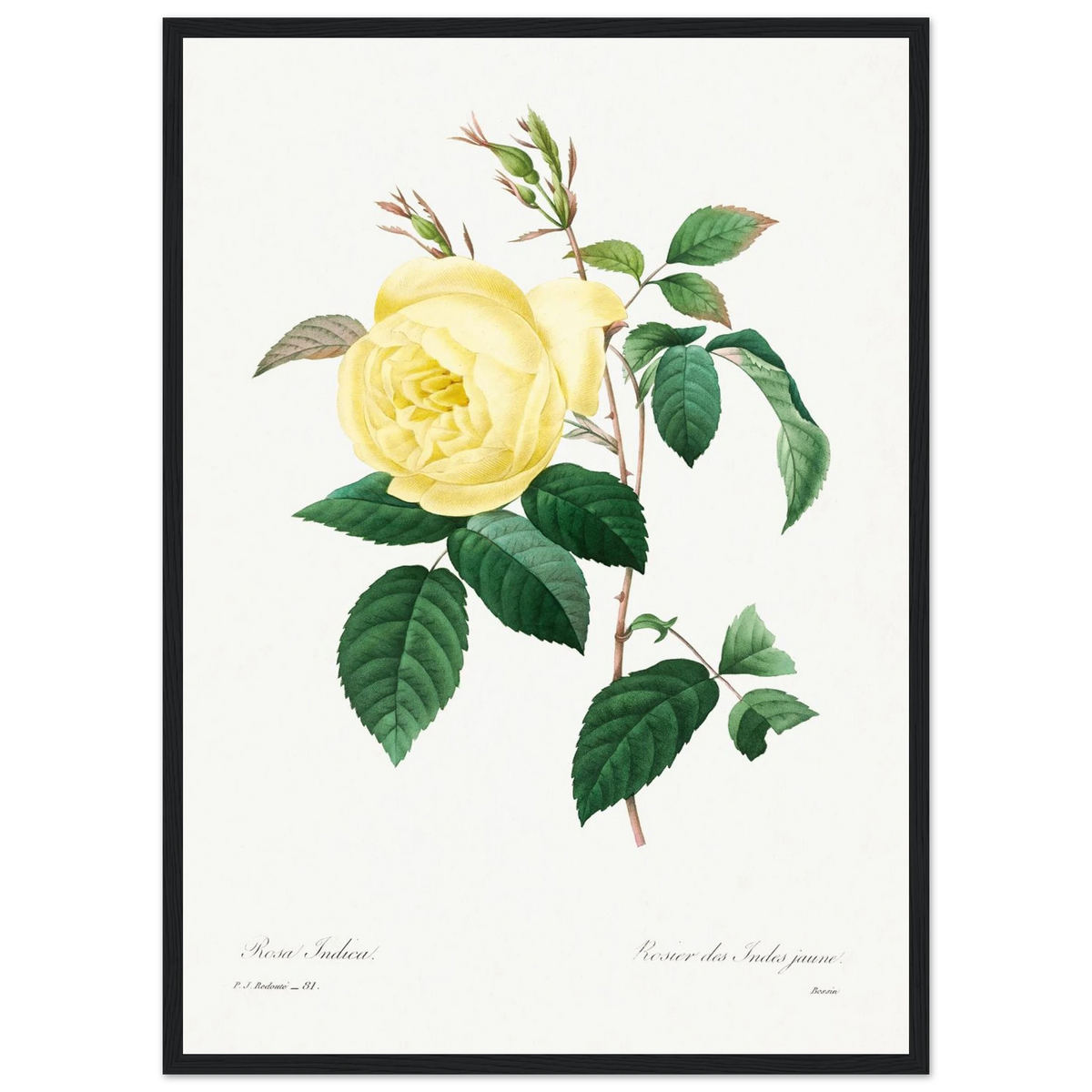 Planche botanique Rosier des Indes jaune — Pierre-Joseph Redouté, tirage encadré cadre noir | INKONAL