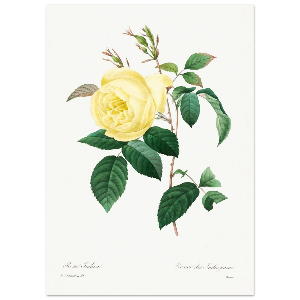 Planche botanique Rosier des Indes jaune — Pierre-Joseph Redouté, tirage sans cadre | INKONAL