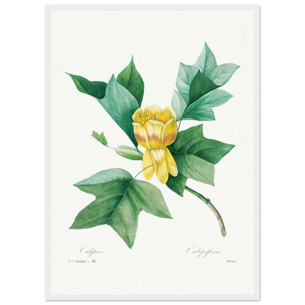 Planche botanique Tulipier de Virginie — Pierre-Joseph Redouté, tirage encadré cadre blanc | INKONAL