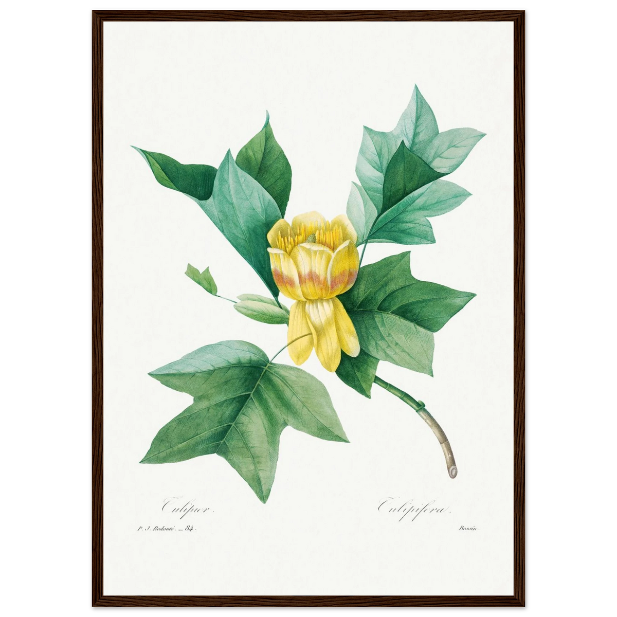 Planche botanique Tulipier de Virginie — Pierre-Joseph Redouté, tirage encadré cadre bois foncé | INKONAL