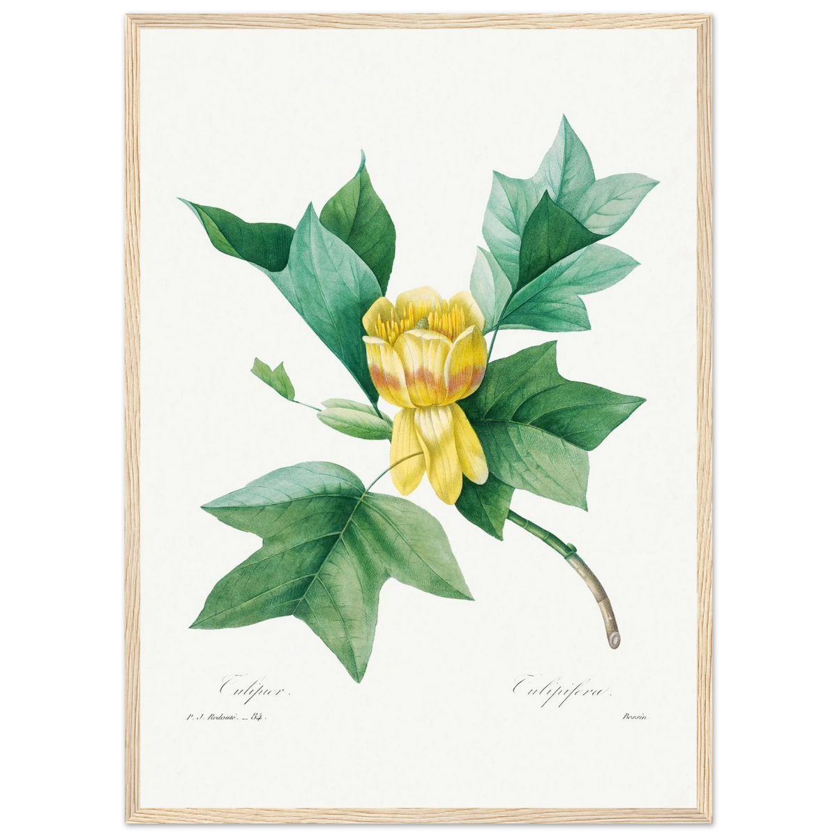 Planche botanique Tulipier de Virginie — Pierre-Joseph Redouté, tirage encadré cadre bois | INKONAL