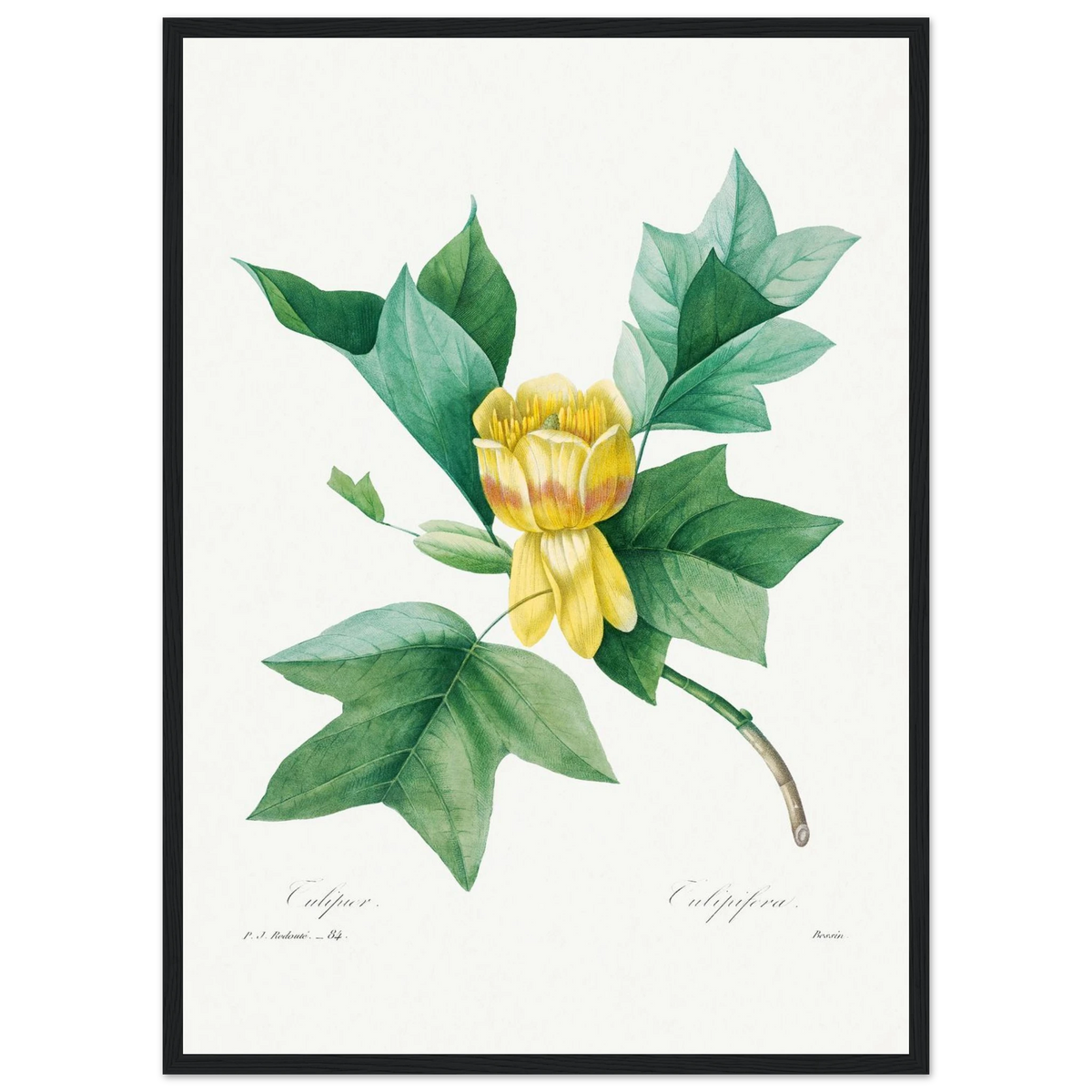 Planche botanique Tulipier de Virginie — Pierre-Joseph Redouté, tirage encadré cadre noir | INKONAL