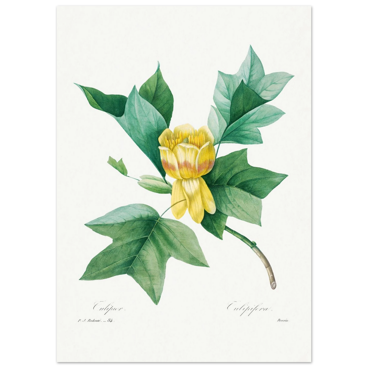 Planche botanique Tulipier de Virginie — Pierre-Joseph Redouté, tirage sans cadre | INKONAL