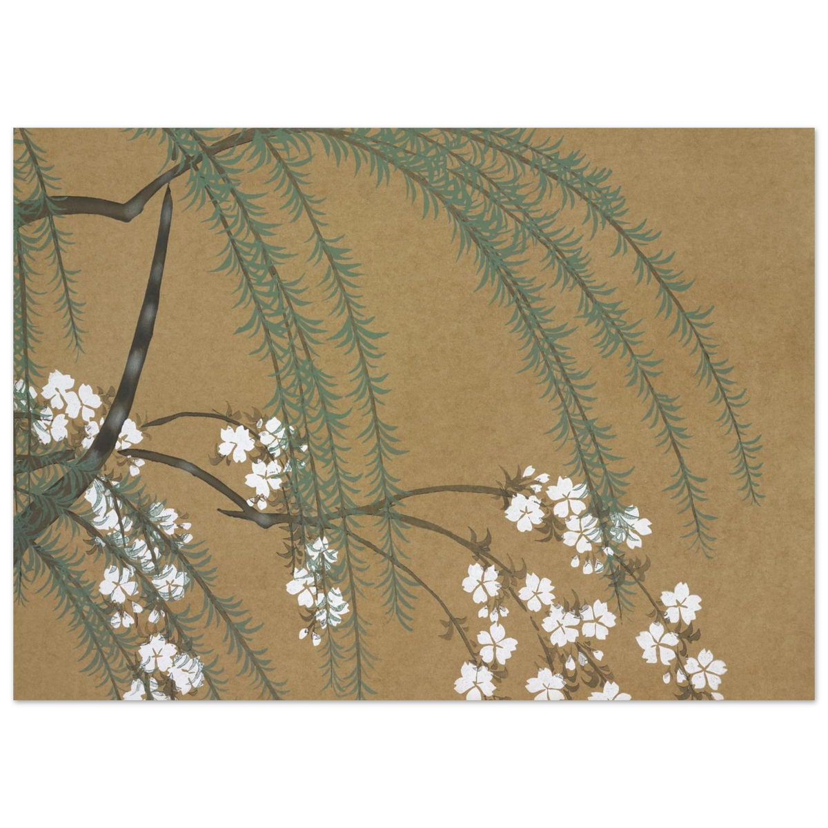Estampe japonaise YANAGIZAKURA, Saule et cerisier — Kamisaka Sekka, tirage sans cadre | INKONAL